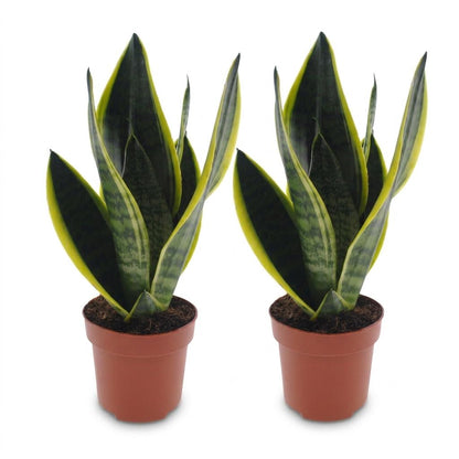 Green boutiQ - Sansevieria Future Superb - Vrouwentong - 2 Planten - Pot 12cm - Hoogte - 35cm