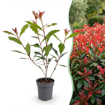 Green boutiQ - 16x Photinia fraseri Carre Rouge - Glansmispel - Haagplanten - Groenblijvend - Rood - Pot 9cm - Hoogte 25-35cm