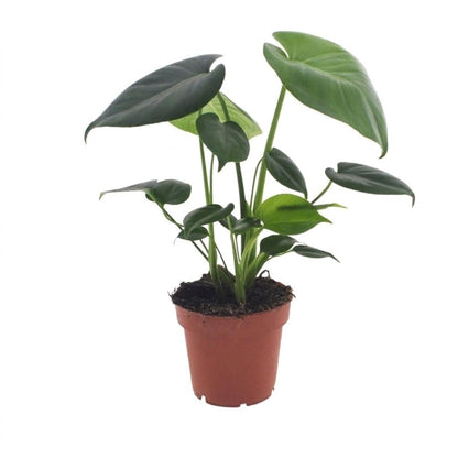 Green boutiQ - Monstera Deliciosa - Gatenplant - 1 Plant - Pot 12cm - Hoogte - 30cm