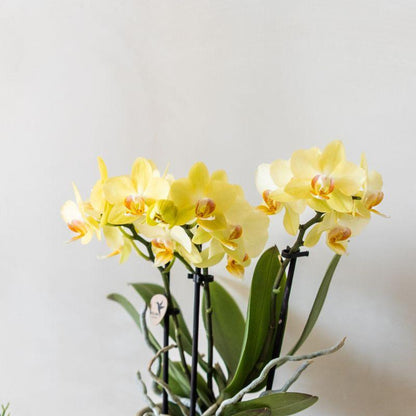 Hummingbird Orchids | Yellow Albenga Orchid + Floral decorative pot light blue - pot size Ø9cm | flowering houseplant - fresh from the grower