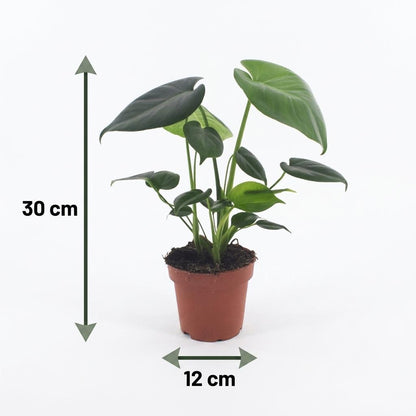Green boutiQ - Monstera Deliciosa - Gatenplant - 2 Planten - met Potter Wit - Pot 12cm - Hoogte - 30cm