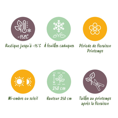 Green boutiQ - Tuinplant - Magnolia stellata - Bloem Wit - 1 Plant - Bladverliezend - Weinig Onderhoud - Pot 12cm Hoogte 30cm