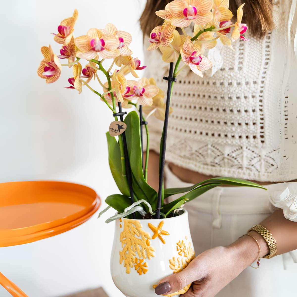 Kolibri Orchids | Orange Phalaenopsis orchid pot size Ø9cm | Jamaica | flowering houseplant - fresh from the grower