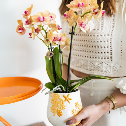 Kolibri Orchids | Orange Phalaenopsis orchid pot size Ø9cm | Jamaica | flowering houseplant - fresh from the grower