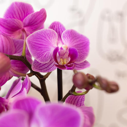 Kolibri-Orchideen | Lila/Rosa Phalaenopsis-Orchidee, Topfgröße Ø9cm | Wien | Blühende Zimmerpflanze – frisch vom Züchter