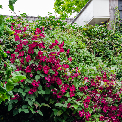 6x Clematis ‘Rouge Cardinal’ – P9 pot – prachtige rood bloeiende klimplant