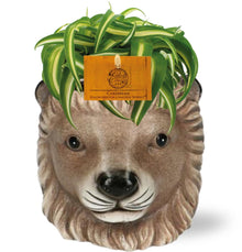 Chlorophytum Bonnie - Ø11cm - ↕15cm + Planter Leeuw D11/13x10cm - Bruin