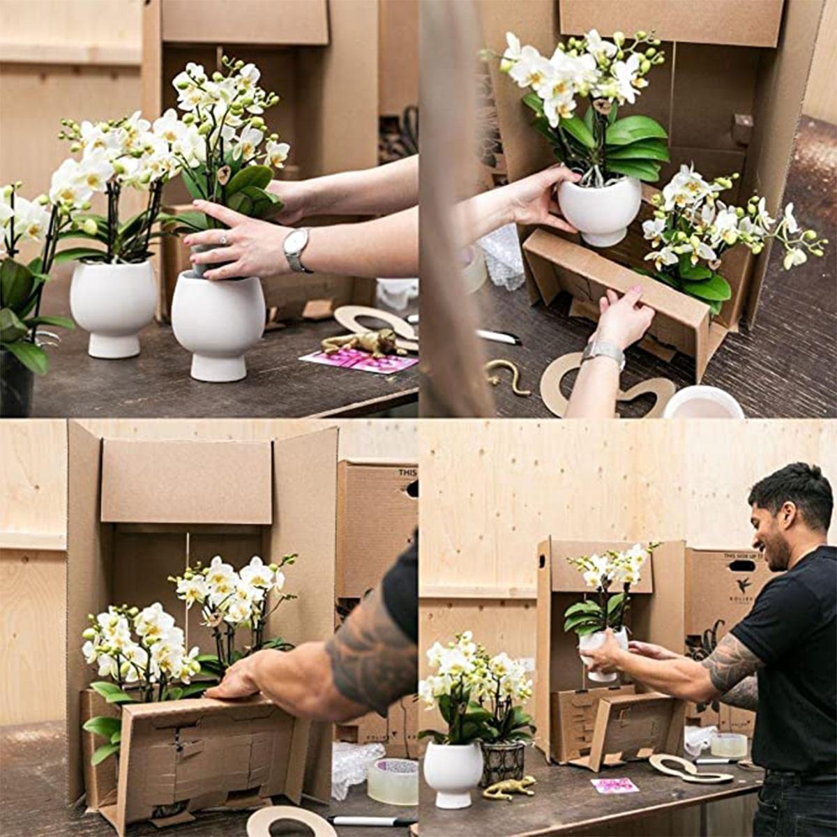 Kolibri-Orchideen | Weiße Phalaenopsis-Orchidee – Niagara Fall – Topfgröße Ø 12 cm | Blühende Zimmerpflanze – frisch vom Züchter