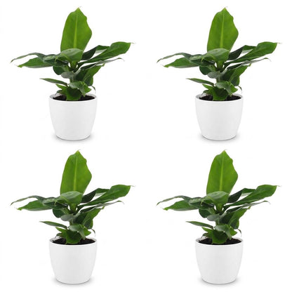 Green boutiQ - Musa Oriental Dwarf - Dwergbanaan - 4 Planten - met Potter Wit - Pot 12cm - Hoogte - 30cm