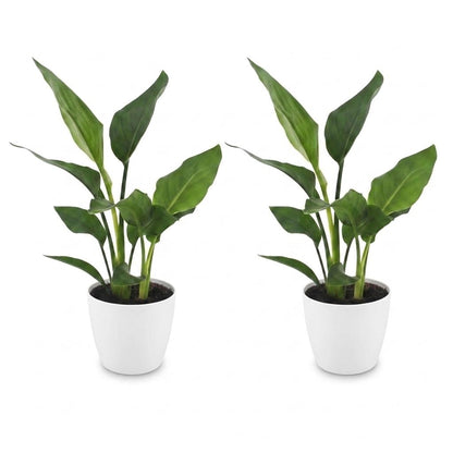 Strelitzia Reginea - Paradijsvogelbloem - 2 Planten - met Potter Wit - Pot 12cm - Hoogte - 35cm