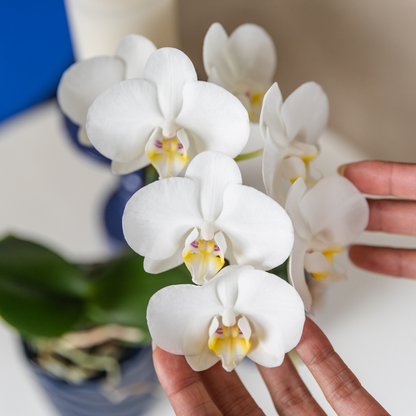 Kolibri Orchids | witte Phalaenopsis orchidee potmaat Ø9cm | Amabilis | bloeiende kamerplant - vers van de kweker