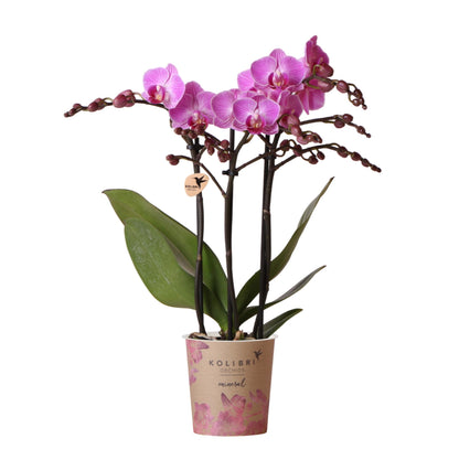 Kolibri-Orchideen | Lila/Rosa Phalaenopsis-Orchidee, Topfgröße Ø9cm | Wien | Blühende Zimmerpflanze – frisch vom Züchter