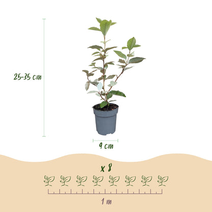 Green boutiQ - 16x Eleagnus ebbingei Compacta - Olijfwilg - Haagplanten - Groenblijvend - Grijs - Pot 9cm - Hoogte 25-35cm