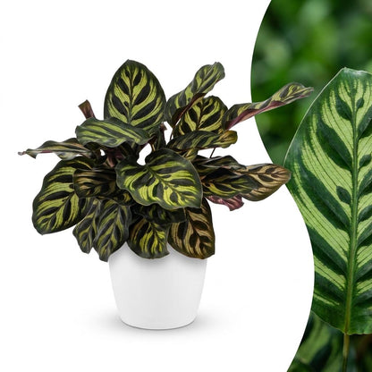 Calathea Makoyana - Pauwenplant - 1 Plant - met Potter Wit - Pot 12cm - Hoogte - 25cm