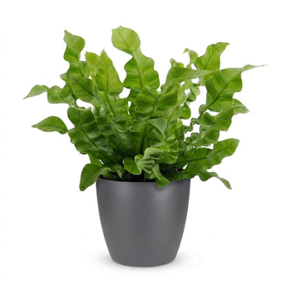 Green boutiQ - Asplenium Crispy Wave - Asplenium Crispy Wave - 1 Plant - met Potter Grijs - Pot 12cm - Hoogte - 30cm