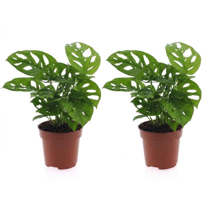 Green boutiQ - Monstera Adansonii - Rhaphidophora Tetrasperma - 2 Planten - Pot 12cm - Hoogte - 25cm
