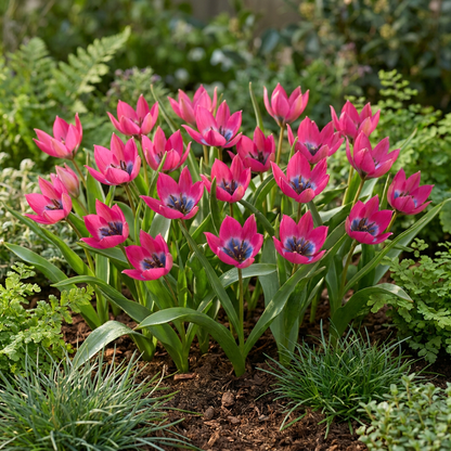 50x Tulipa Klein Schoonheid - Tulipa Little Beauty - Roze - Voorjaarsbloeier - Bolmaat 6/+
