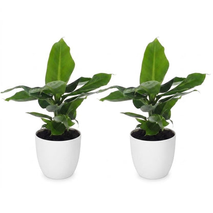Green boutiQ - Musa Oriental Dwarf - Dwergbanaan - 2 Planten - met Potter Wit - Pot 12cm - Hoogte - 30cm