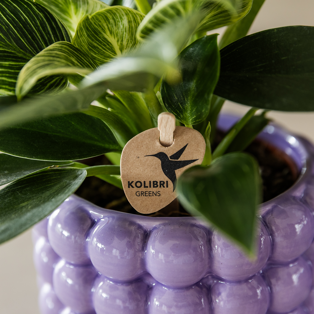 Kolibri Home | Poppy sierpot - Purple - Ø9cm