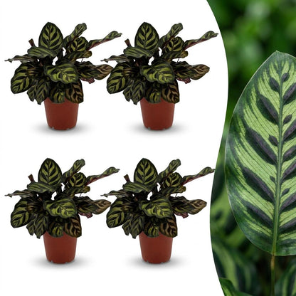 Green boutiQ - Calathea Makoyana - Pauwenplant - 4 Planten - Pot 12cm - Hoogte - 25cm