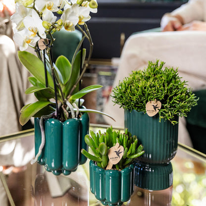 Kolibri Greens | Groene plant - Succulent Crassula Hobbit potmaat Ø6cm | groene kamerplant - vers van de kweker