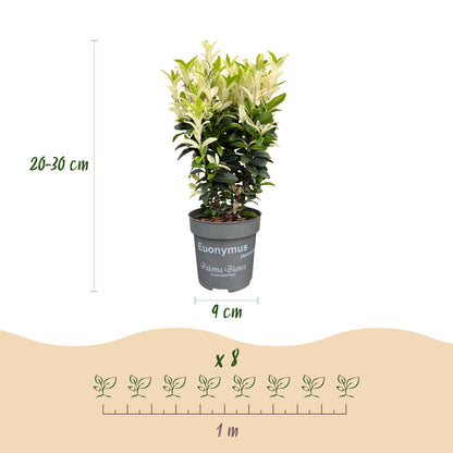 Green boutiQ - 16x Euonymus japonica Paloma Blanca - Kardinaalsmuts - Haagplanten - Groenblijvend - Groen - Wit - Pot 9cm - Hoogte 20-30cm
