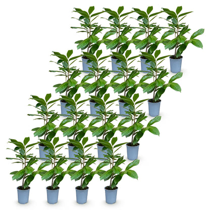 Green boutiQ - 16x Prunus laur. Rotundifolia - Laurierkers - Haagplanten - Groenblijvend - Groen - Pot 9cm - Hoogte 25-35cm