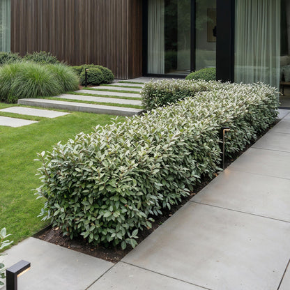 Green boutiQ - 16x Eleagnus ebbingei Compacta - Olijfwilg - Haagplanten - Groenblijvend - Grijs - Pot 9cm - Hoogte 25-35cm