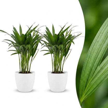 Green boutiQ - Areca Lutescens - Goudpalm - 2 Planten - met Potter Wit - Pot 12cm - Hoogte - 45cm