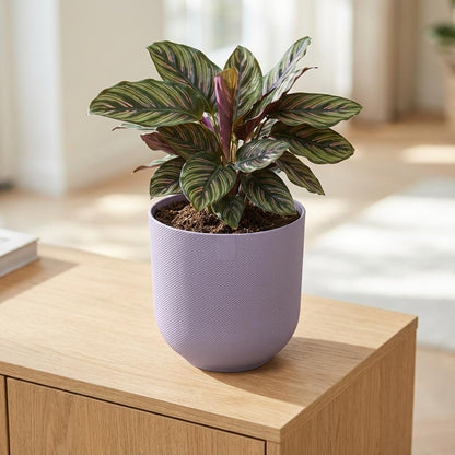 Pot Elho Jazz Round Lavender Lilac - D23