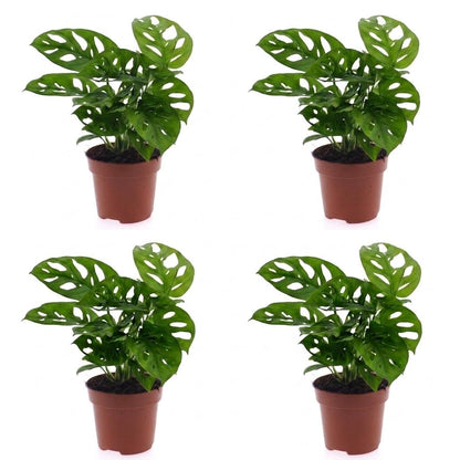 Green boutiQ - Monstera Adansonii - Rhaphidophora Tetrasperma - 4 Planten - Pot 12cm - Hoogte - 25cm