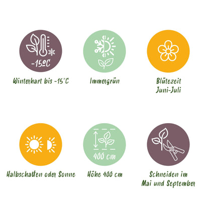 Green boutiQ - 16x Ligustrum ovalifolium - Gewone Liguster - Haagplanten - Groenblijvend - Groen - Pot 9cm - Hoogte 35-45cm