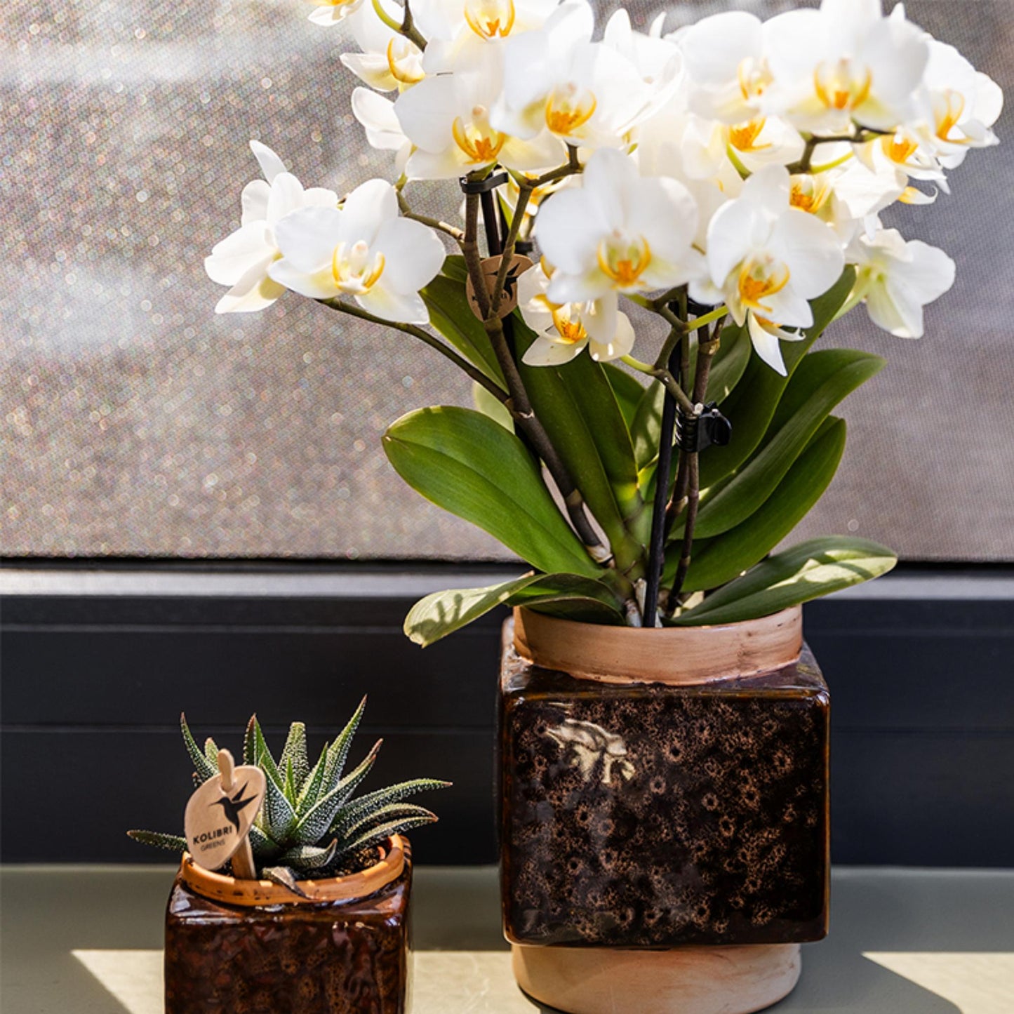 Kolibri Orchideen | Weiße Phalaenopsis-Orchidee, Topfgröße Ø 9 cm | Lausanne | Blühende Zimmerpflanze – frisch vom Züchter