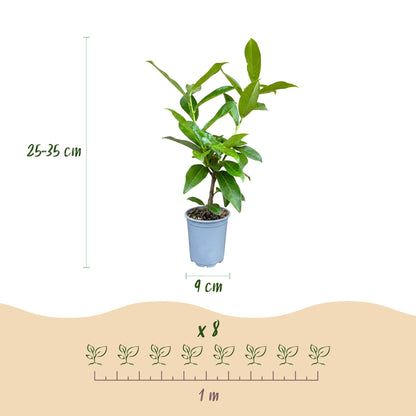 Green boutiQ - 16x Prunus laur. Novita - Laurierkers - Haagplanten - Groenblijvend - Groen - Pot 9cm - Hoogte 25-35cm