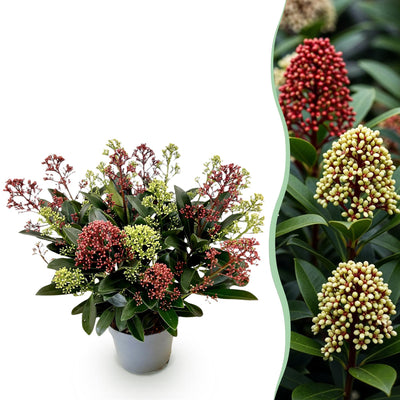 1x - Terrassenpflanze - Skimmia japonica 'Festival' - Weiß-rote Blüten - über 15 Blüten - 1 Pflanze - Winterhart - Topf: 15 cm, Höhe: 30 cm