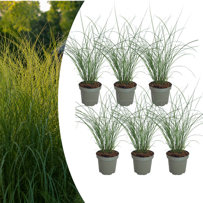6x Miscanthus sinensis ‘Gracillimus’ – Elegant prachtriet met sierlijk overhangend blad | Potmaat 12 cm
