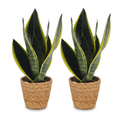 Green boutiQ - Sansevieria Future Superb - Vrouwentong - 2 Planten - met Mand - Pot 12cm - Hoogte 35cm