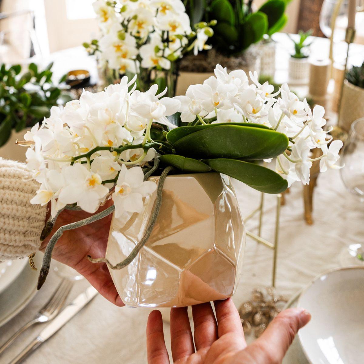 Hummingbird Orchids | White orchid 'Nazaré' + Pearl decorative pot Travertine - pot size Ø9cm | flowering houseplant - fresh from the grower