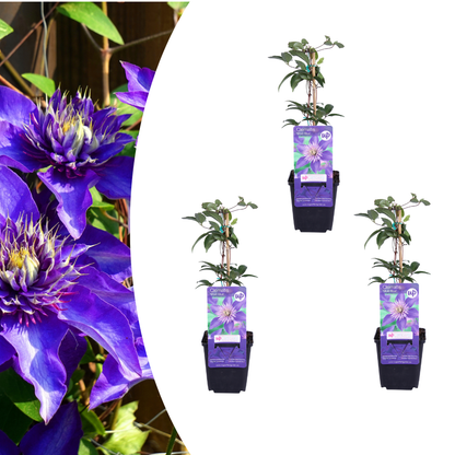 3x Clematis ‘Multi Blue’ – P9 pot – bijzondere blauw bloeiende klimplant