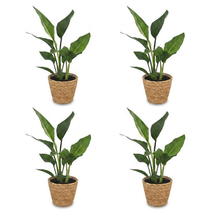 Strelitzia Reginea - Paradijsvogelbloem - 4 Planten - met Zeegras Mand - Pot 12cm - Hoogte 35cm