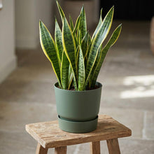 Elho greenville round leaf green - D20cm