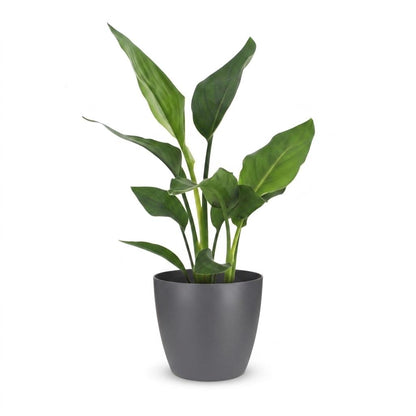 Strelitzia Reginea - Paradijsvogelbloem - 1 Plant - met Potter Grijs - Pot 12cm - Hoogte - 35cm