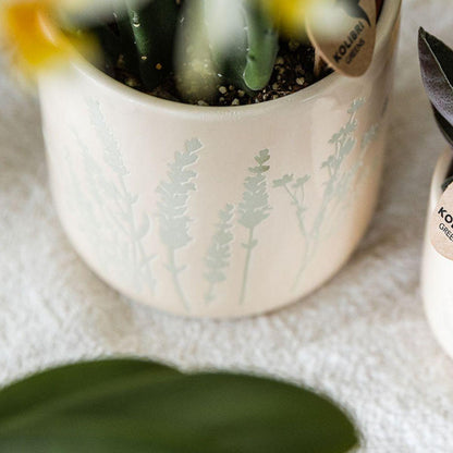 Hummingbird Orchids | Yellow Albenga Orchid + Floral decorative pot light blue - pot size Ø9cm | flowering houseplant - fresh from the grower