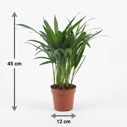 Green boutiQ - Areca Lutescens - Goudpalm - 2 Planten - met Potter Wit - Pot 12cm - Hoogte - 45cm