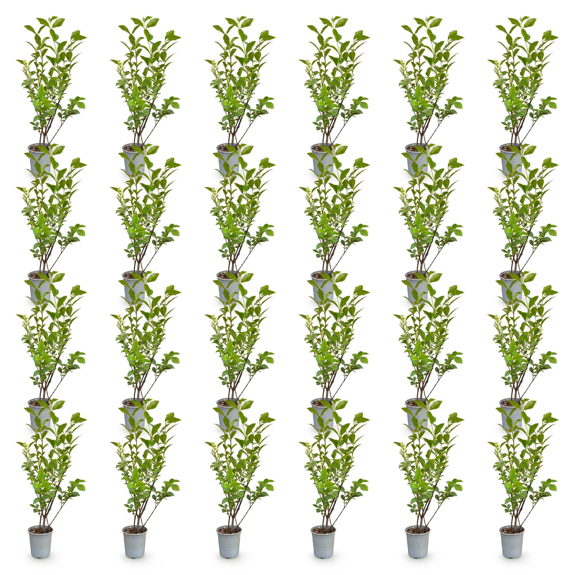 Groene Ligustrum Ovalifolium haagplanten in potten, ideaal voor groene hagen, hoogte 35-45cm, 9cm pot.