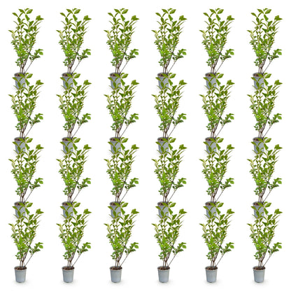 Groene Ligustrum Ovalifolium haagplanten in potten, ideaal voor groene hagen, hoogte 35-45cm, 9cm pot.
