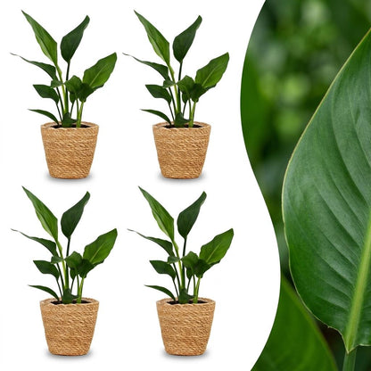 Strelitzia Reginea - Paradijsvogelbloem - 4 Planten - met Zeegras Mand - Pot 12cm - Hoogte 35cm