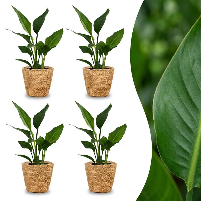 Strelitzia Reginea - Paradijsvogelbloem - 4 Planten - met Zeegras Mand - Pot 12cm - Hoogte 35cm