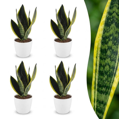 Green boutiQ - Sansevieria Future Superb - Vrouwentong - 4 Planten - met Potter Wit - Pot 12cm - Hoogte - 35cm