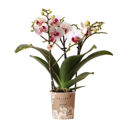 Kolibri Orchids | white Phalaenopsis orchid pot size Ø9cm | Gibraltar | flowering houseplant - fresh from the grower
